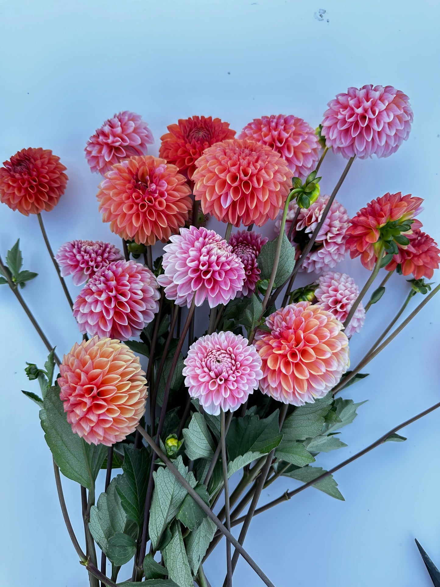 Florelie Angostura