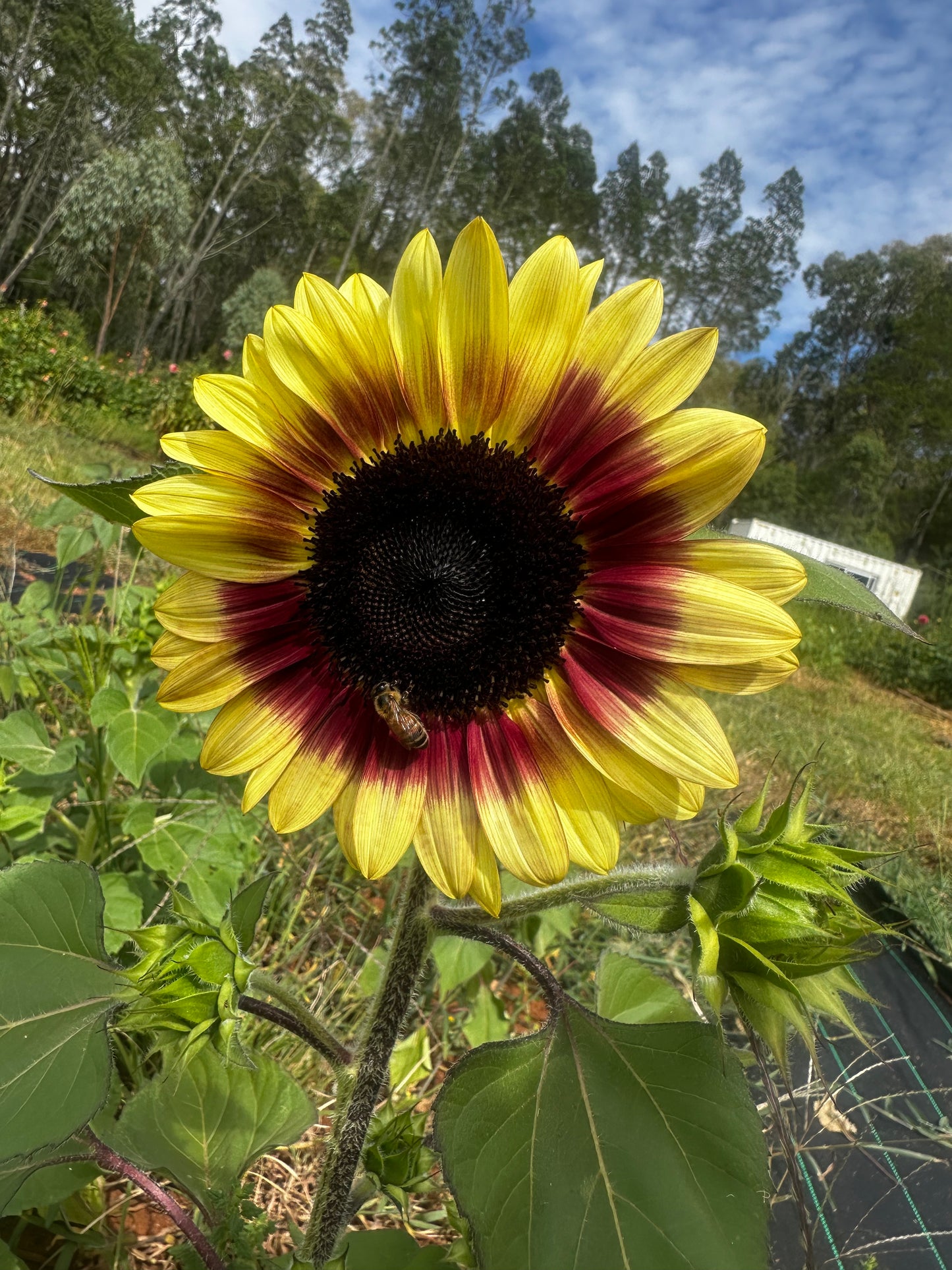 Sunflower Bunch
