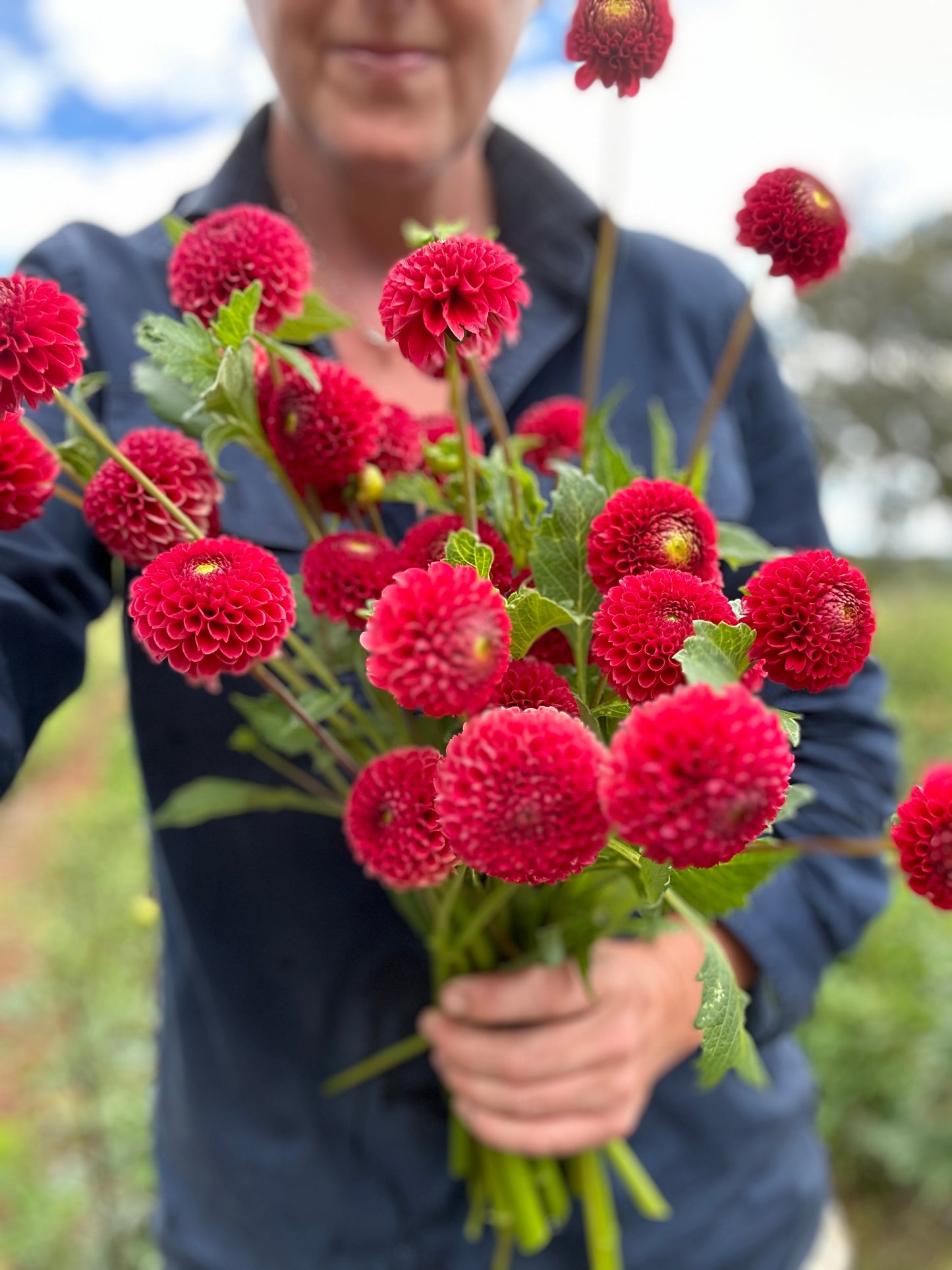 1 ❤️ Dahlia Tuber Pack Valentines Day!