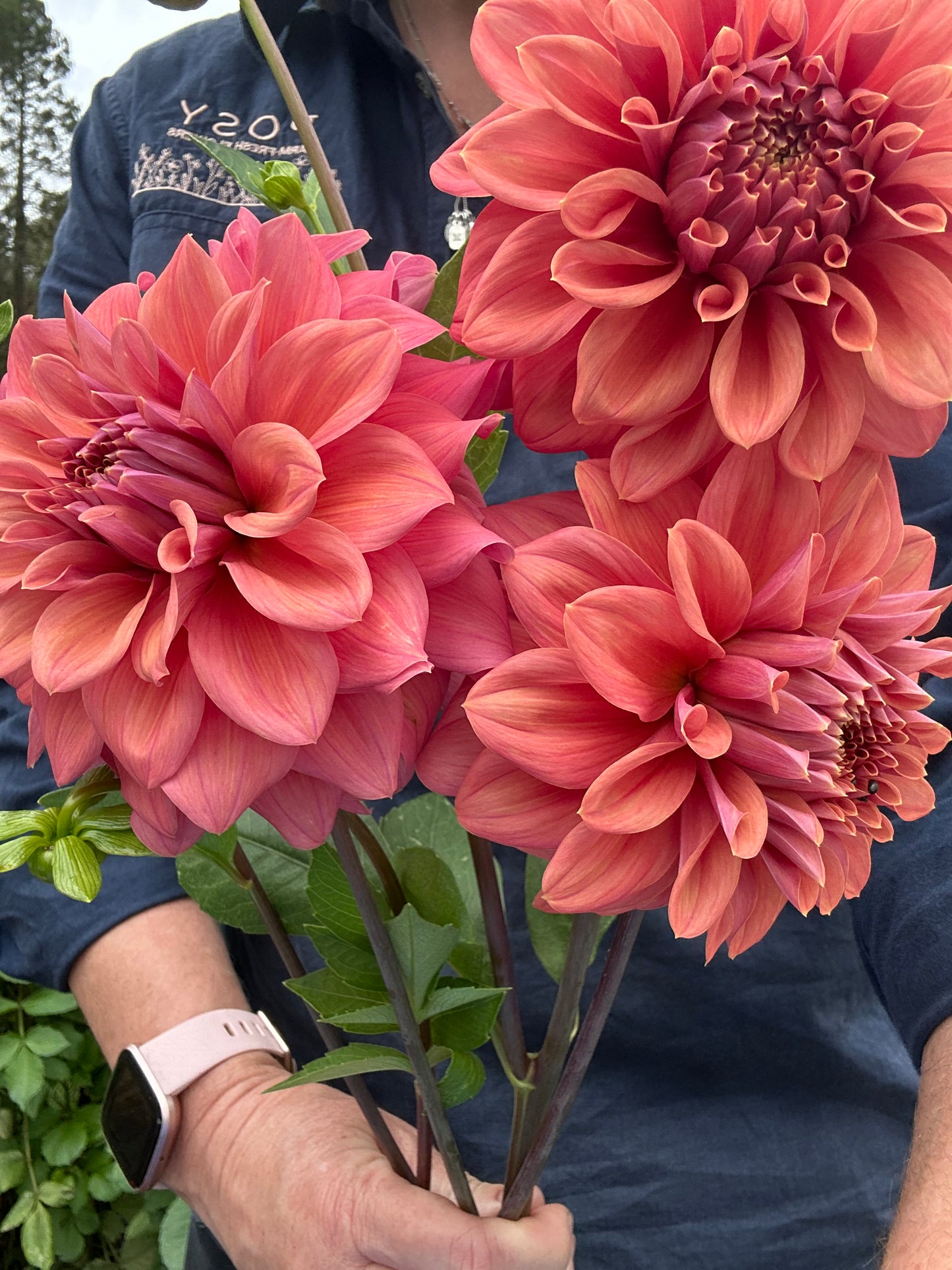 Caramel Rose