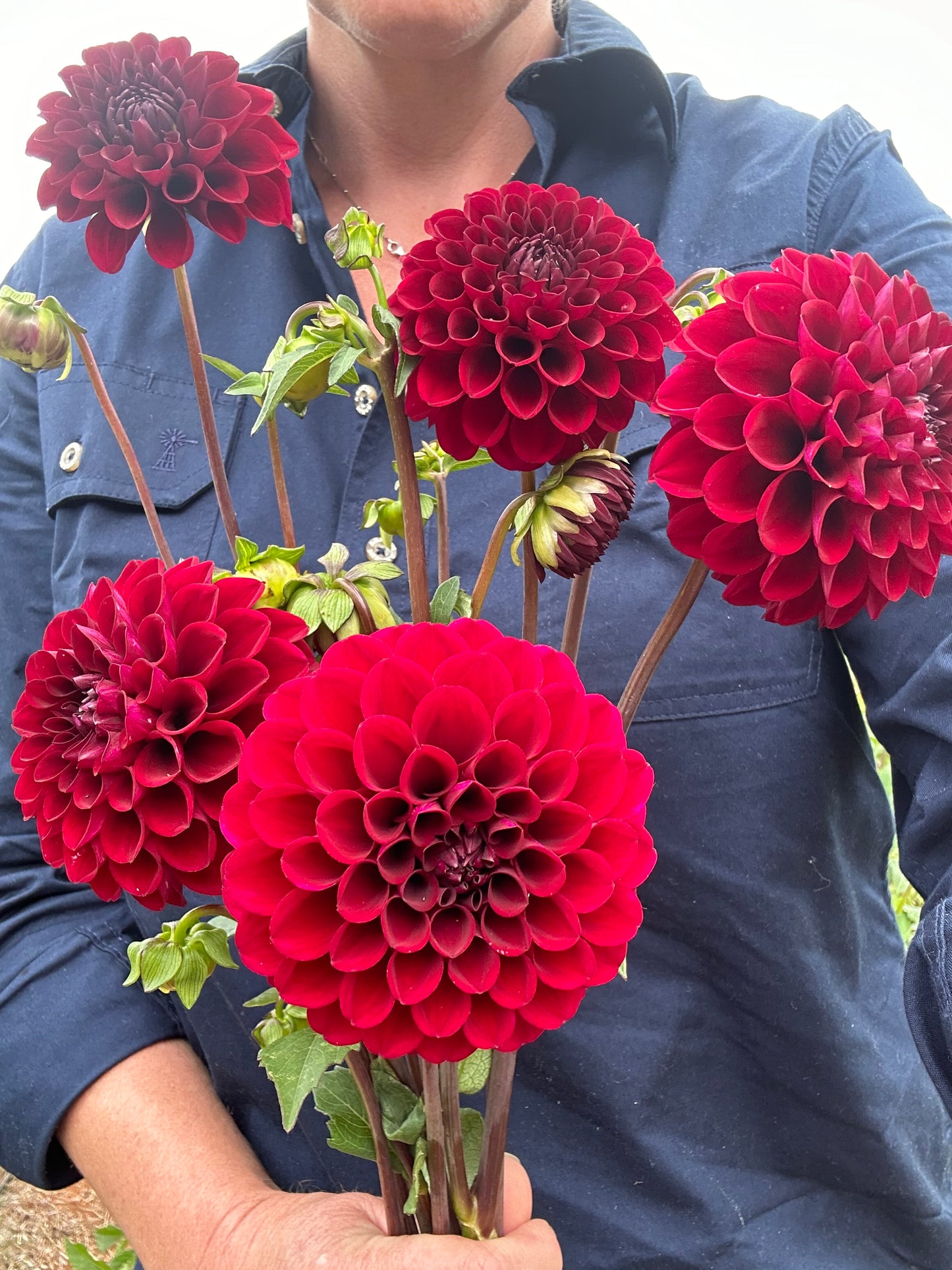 1 ❤️ Dahlia Tuber Pack Valentines Day!