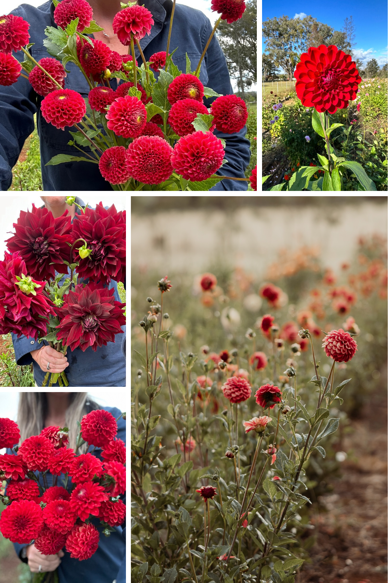 1 ❤️ Dahlia Tuber Pack Valentines Day!