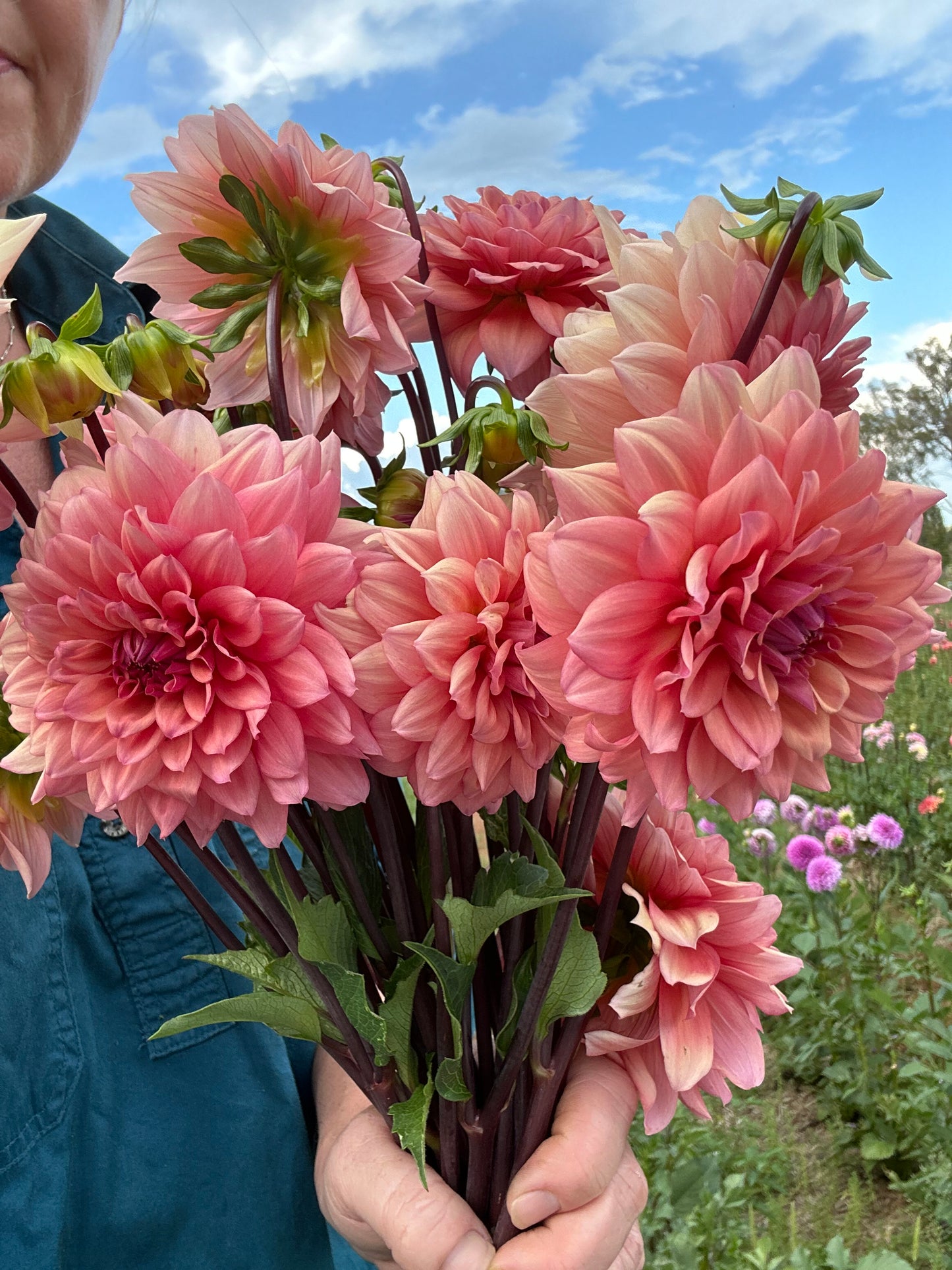 2 🍑 Dahlia Tuber Peachy Pink Pack