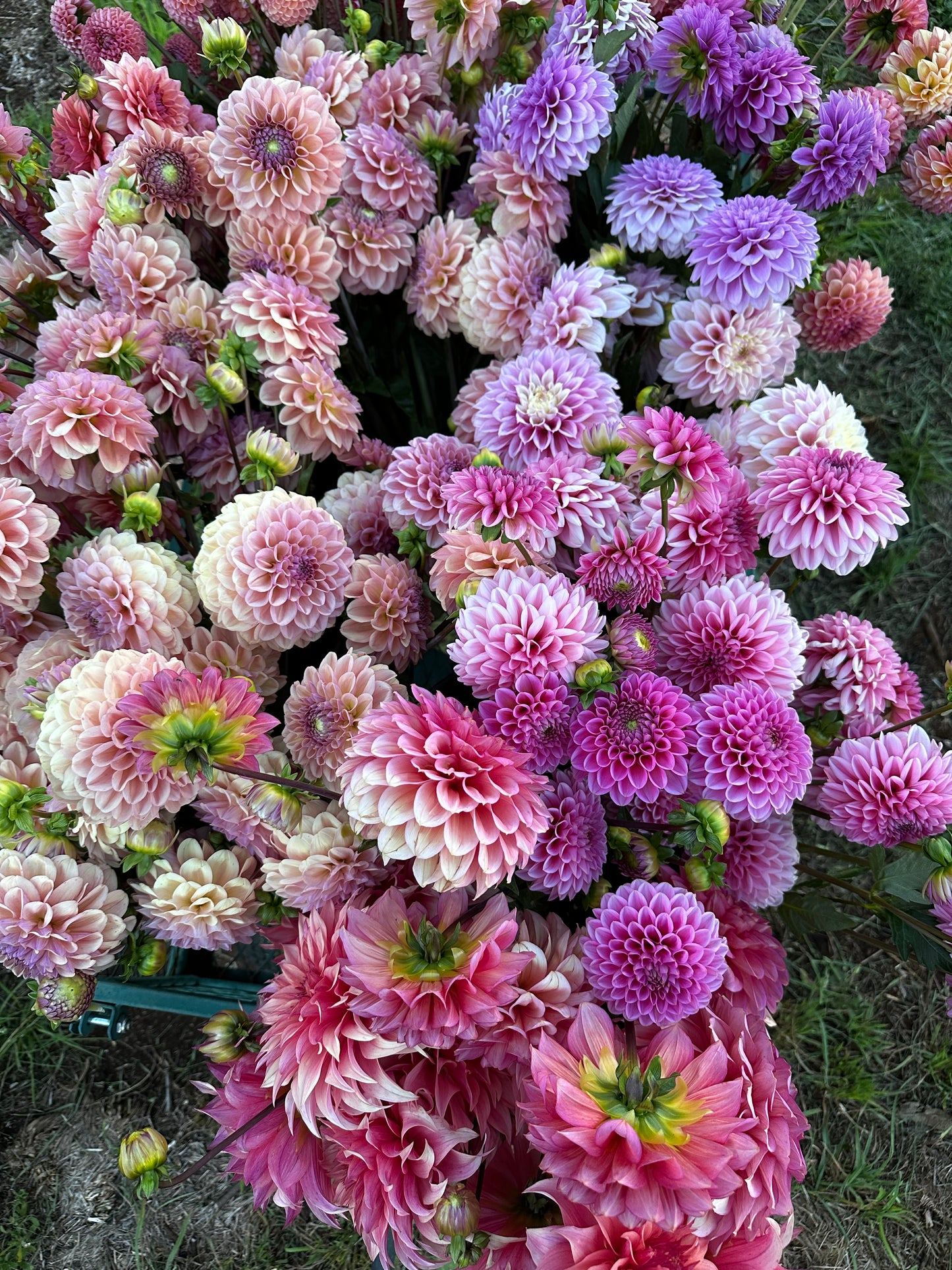 Dahlia Bucket