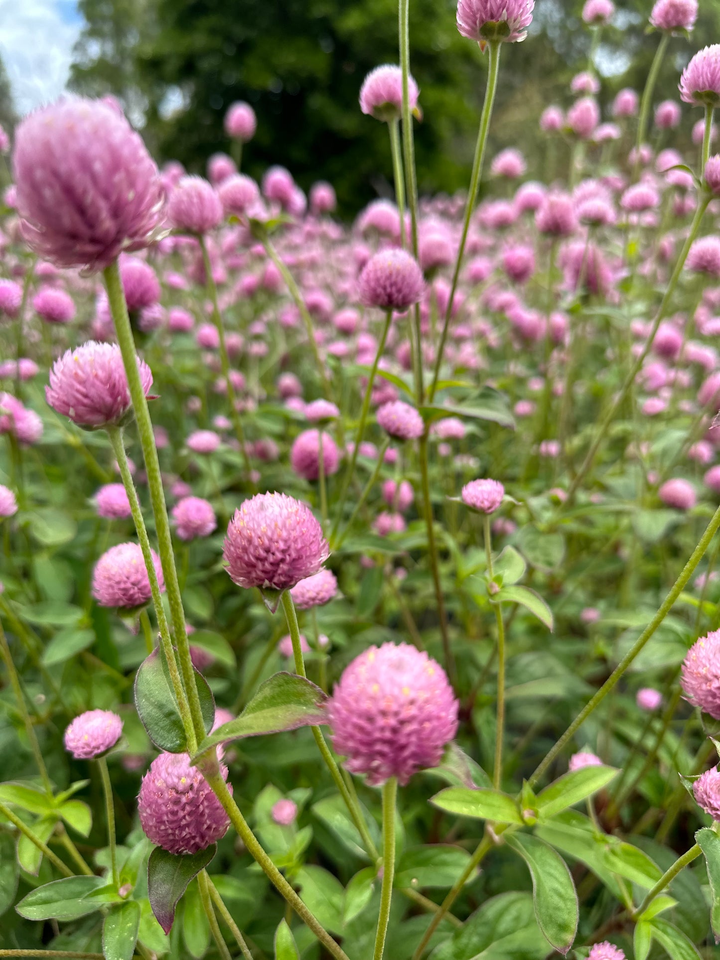 Gomphrena / Globe Amaranth