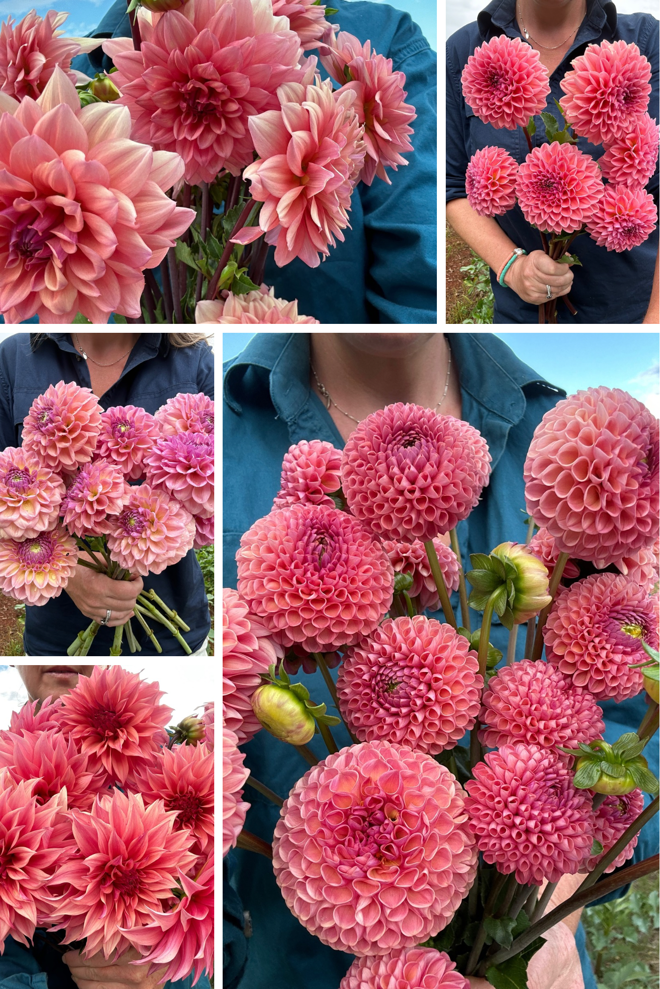 2 🍑 Dahlia Tuber Peachy Pink Pack