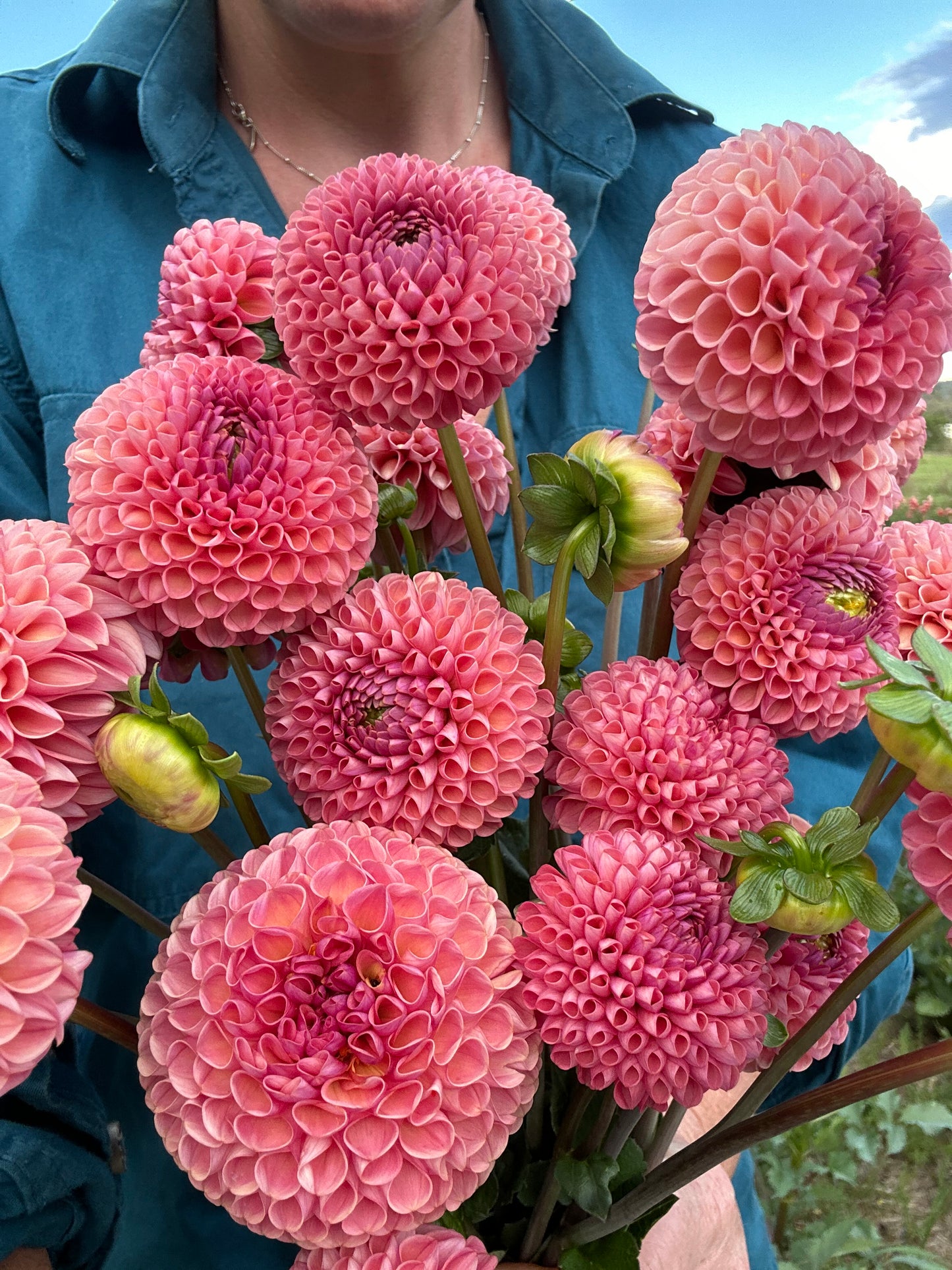 2 🍑 Dahlia Tuber Peachy Pink Pack