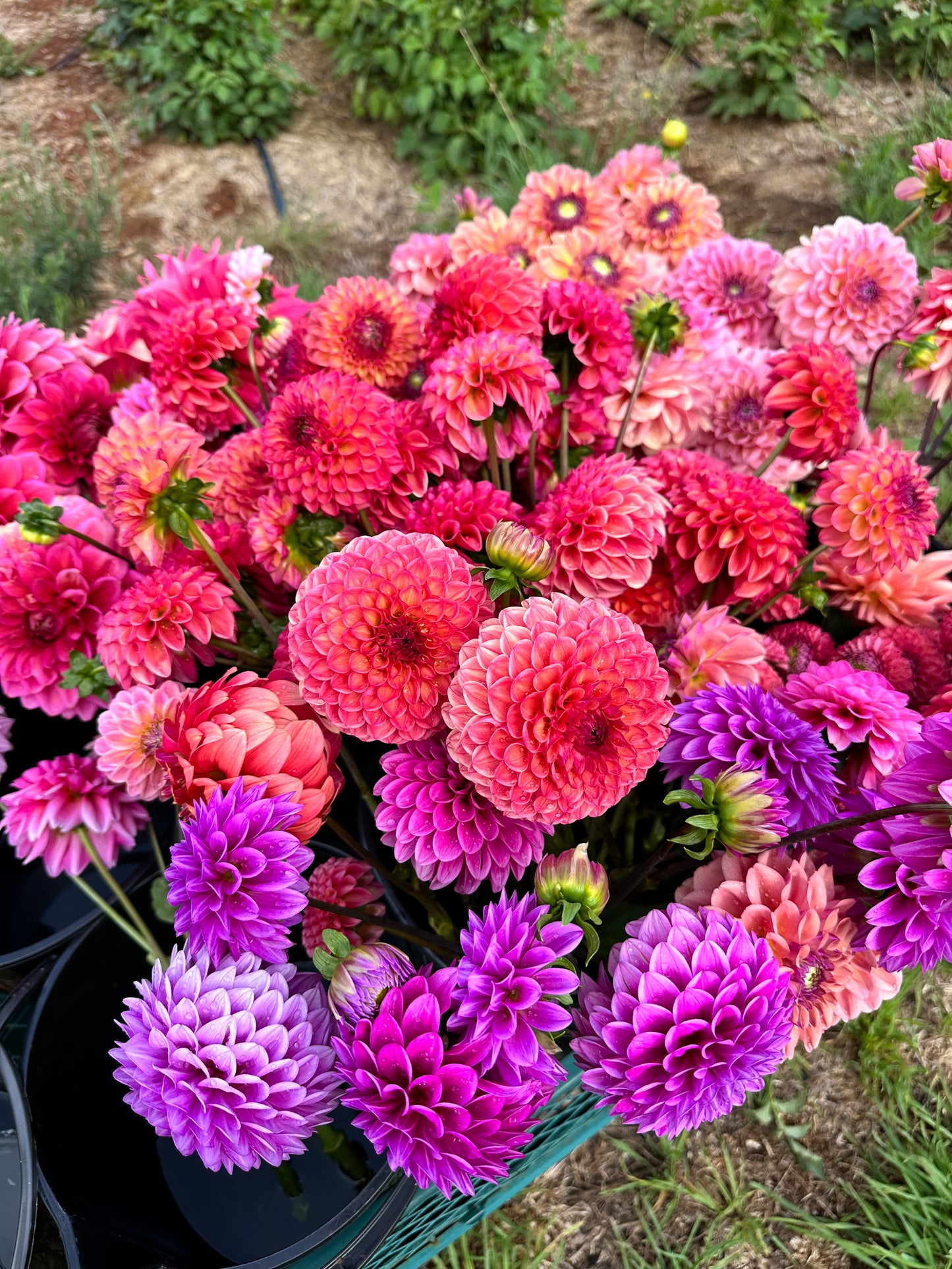 Dahlia Bucket