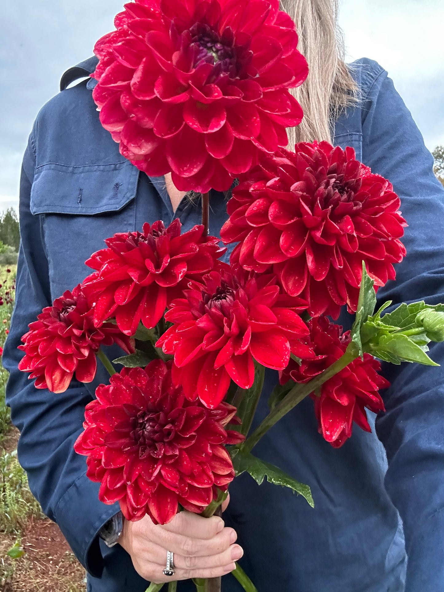 1 ❤️ Dahlia Tuber Pack Valentines Day!