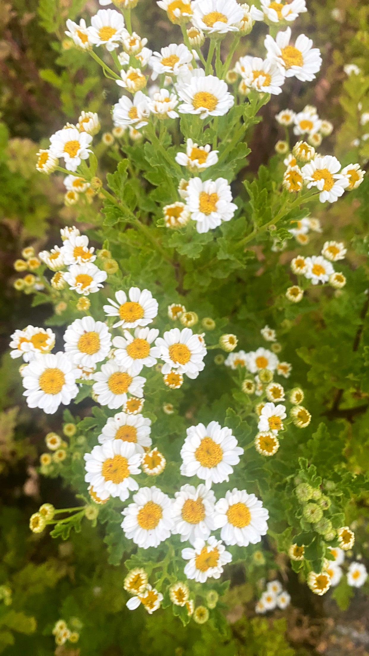 Feverfew