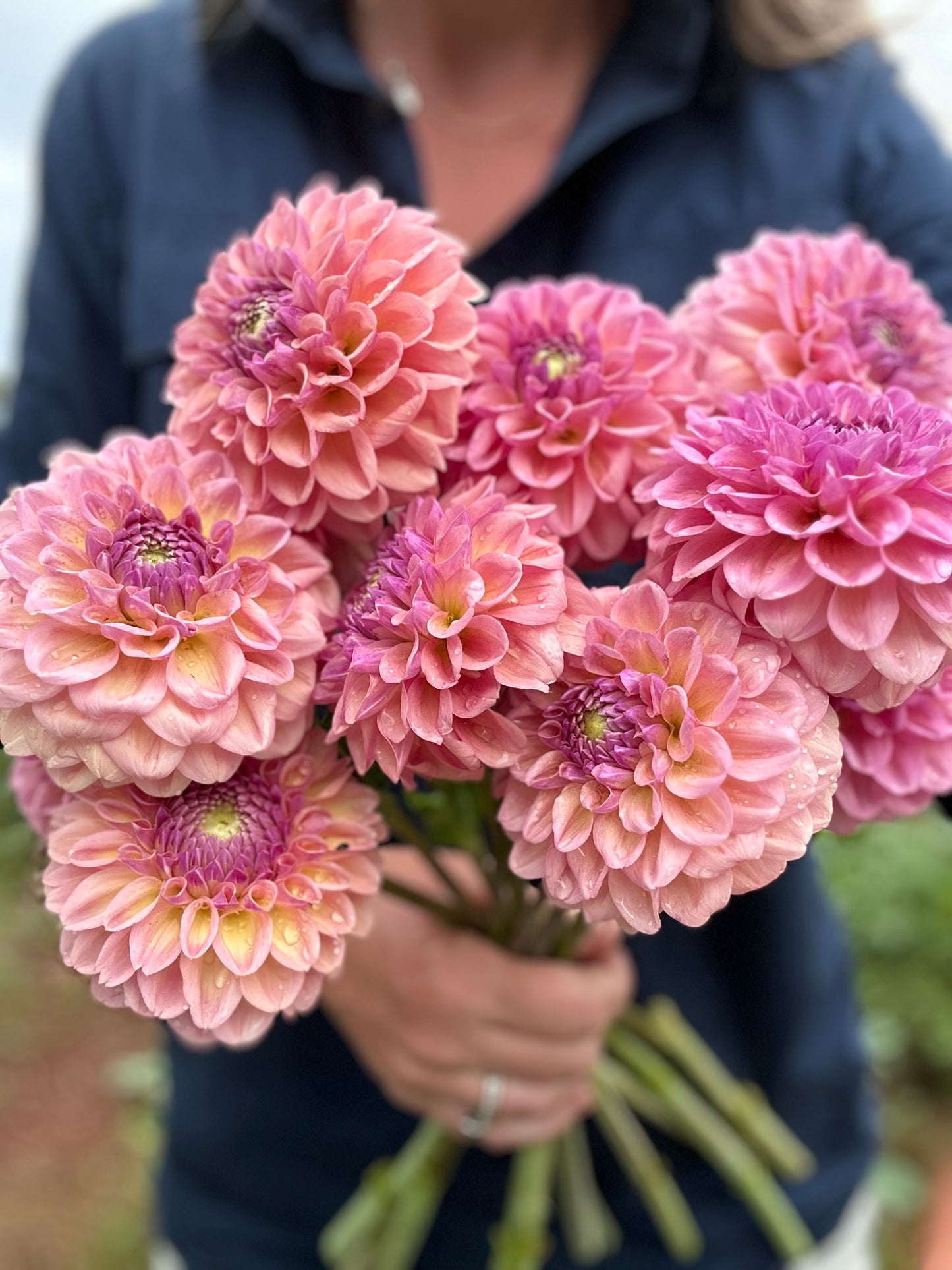 2 🍑 Dahlia Tuber Peachy Pink Pack