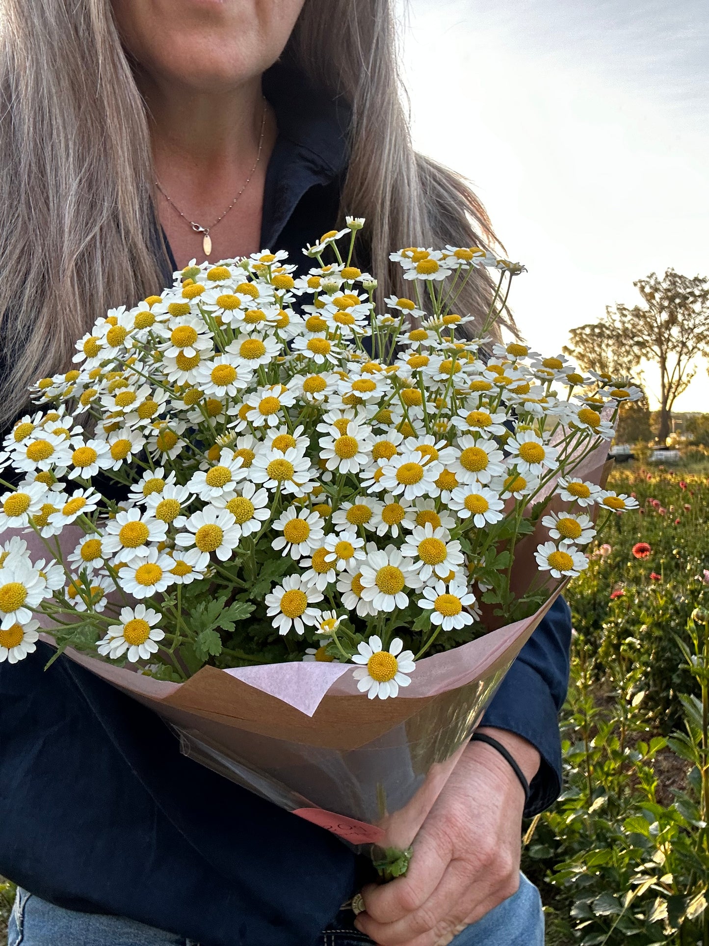 Feverfew bunch