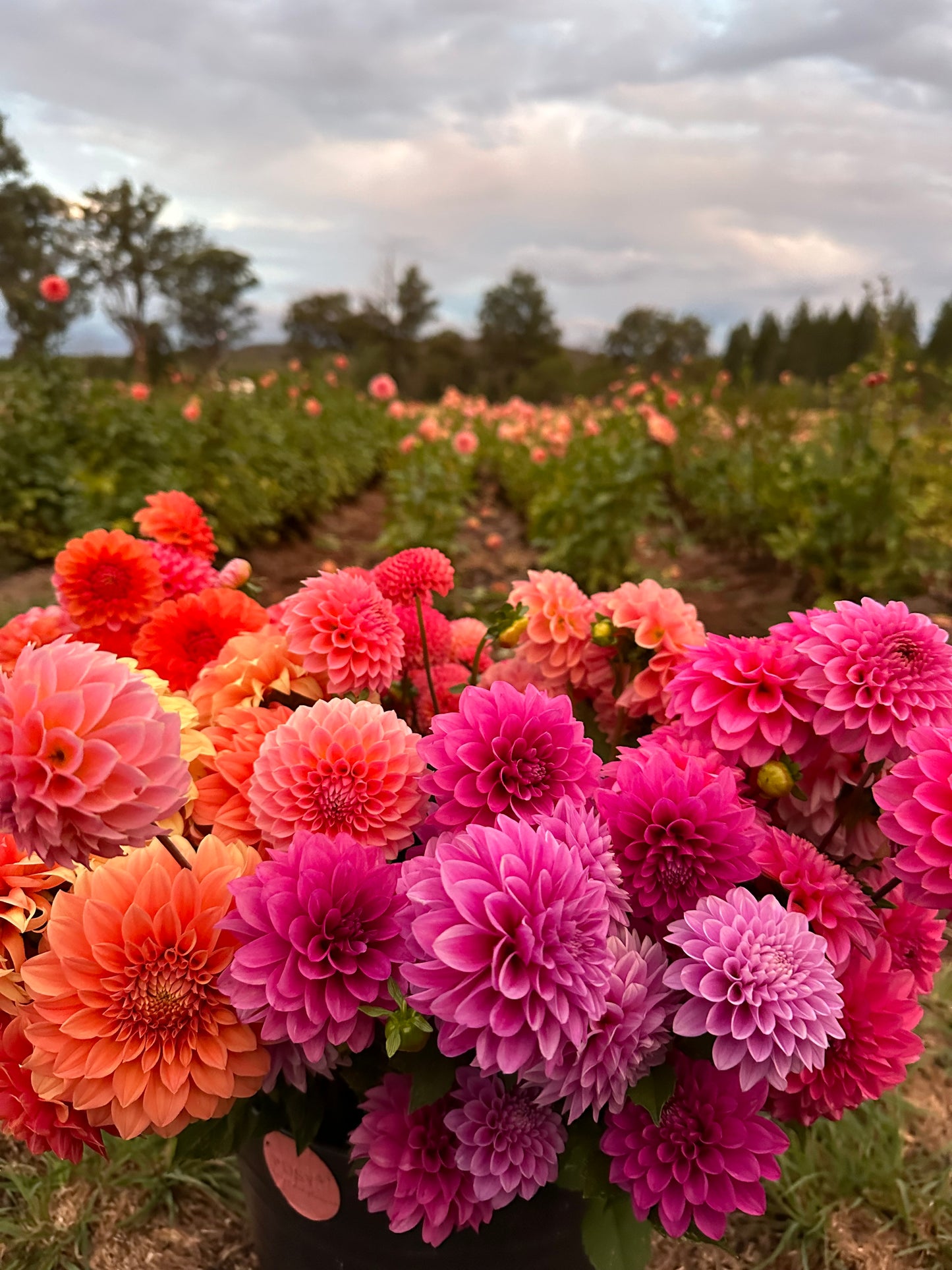 Flower Bouquet Subscription