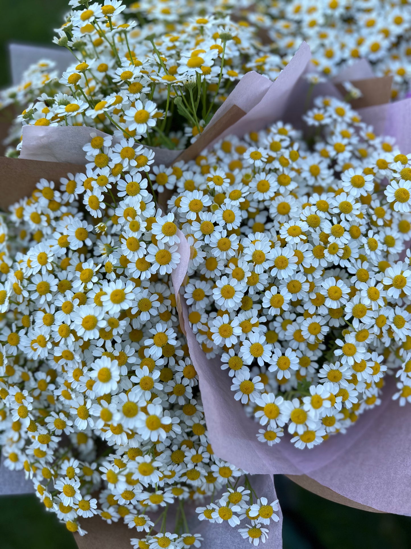 Feverfew bunch