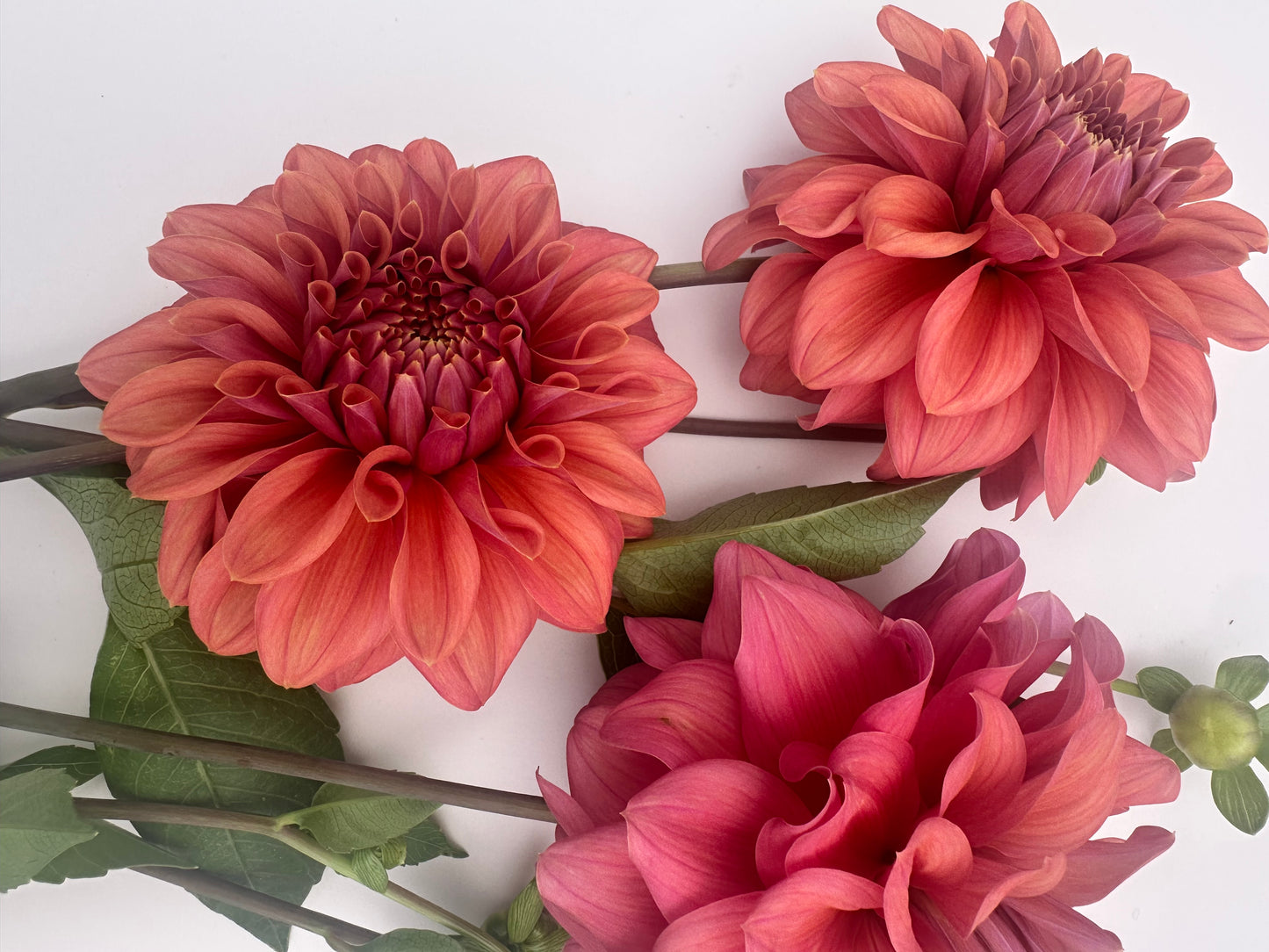 Caramel Rose