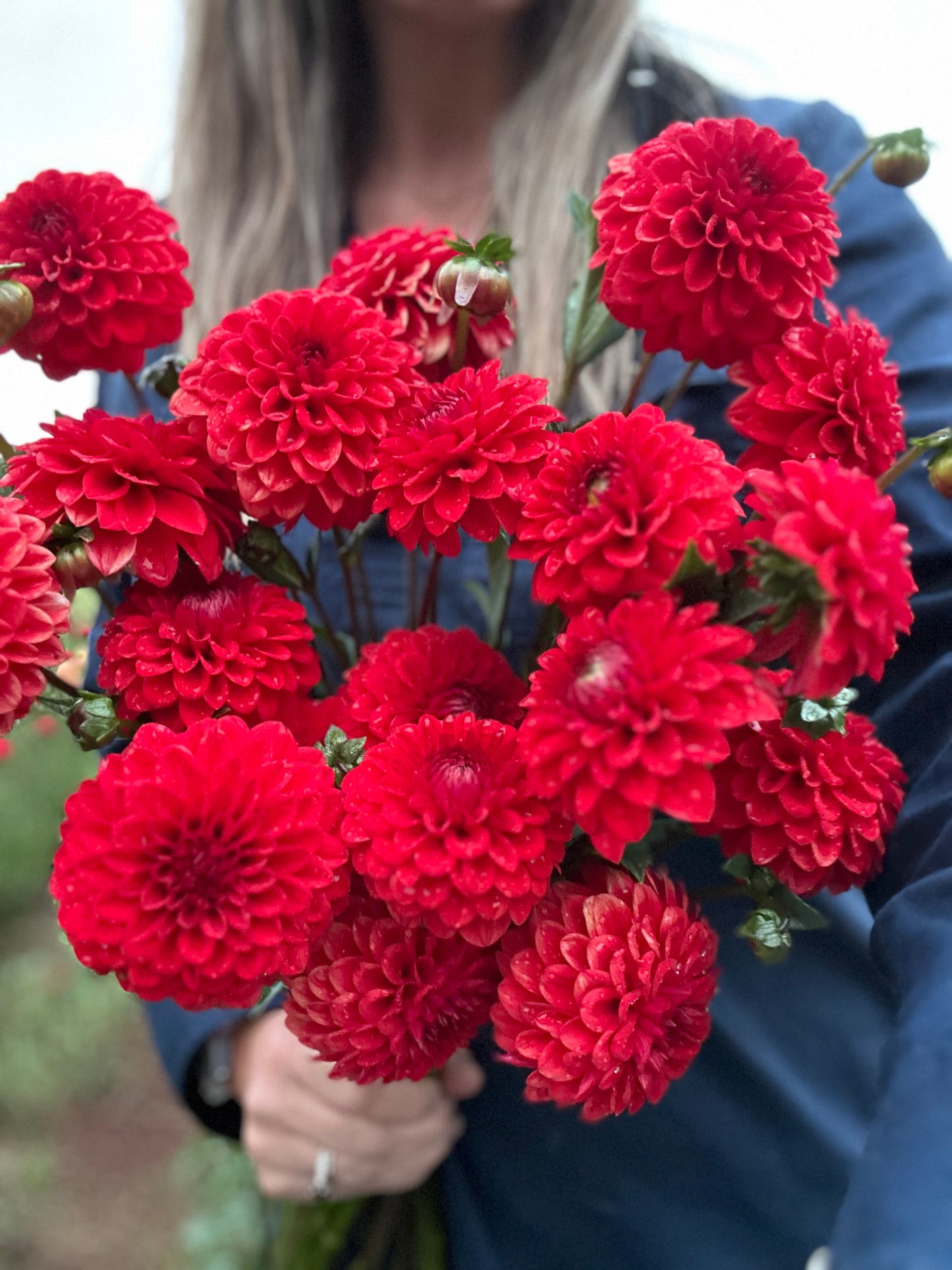 1 ❤️ Dahlia Tuber Pack Valentines Day!