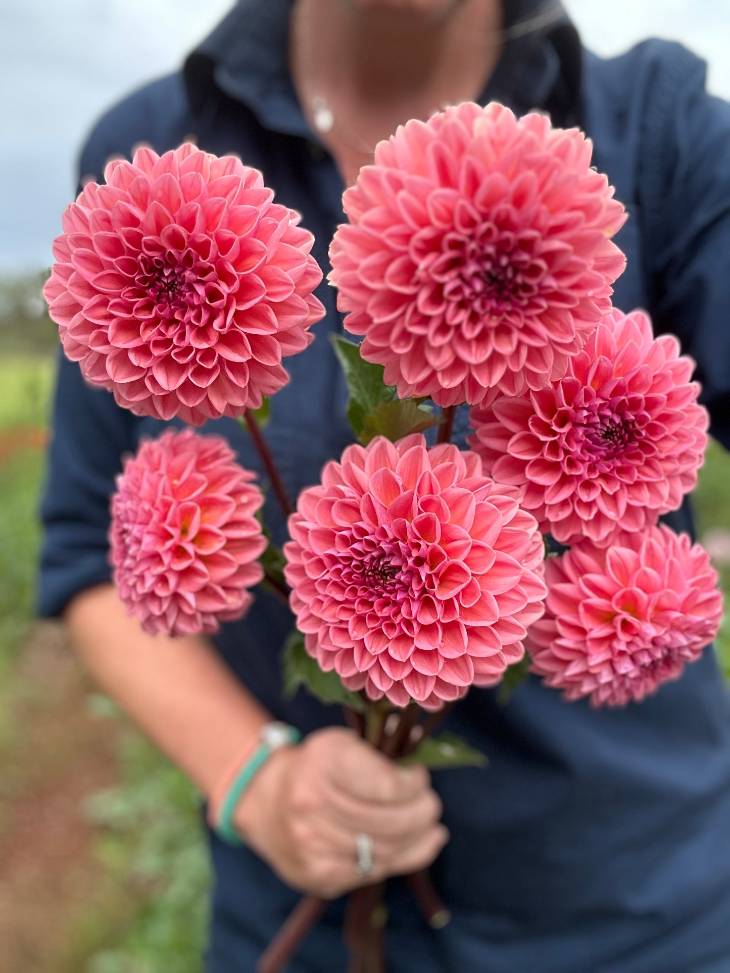 2 🍑 Dahlia Tuber Peachy Pink Pack