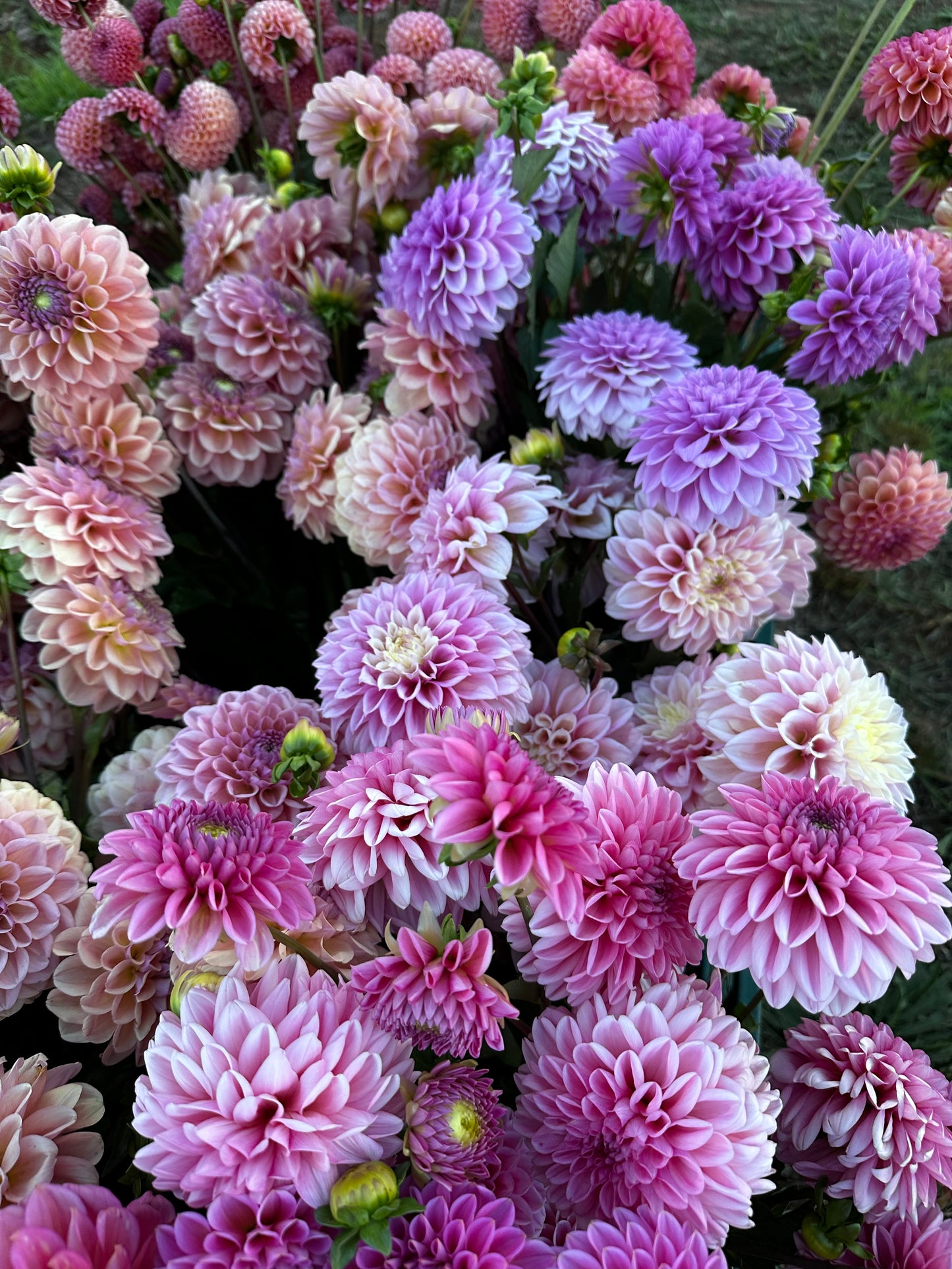 Dahlia Bucket