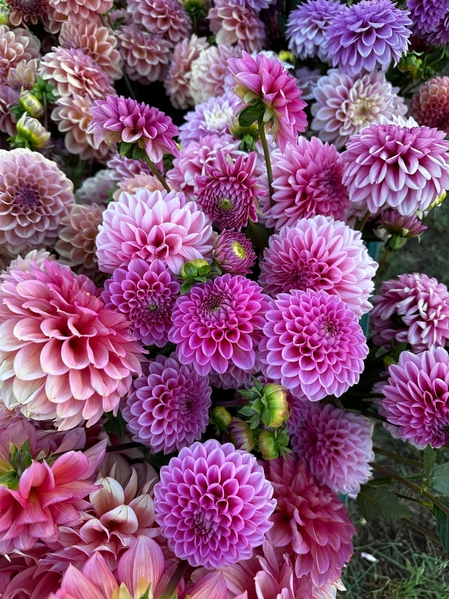 Dahlia Bucket