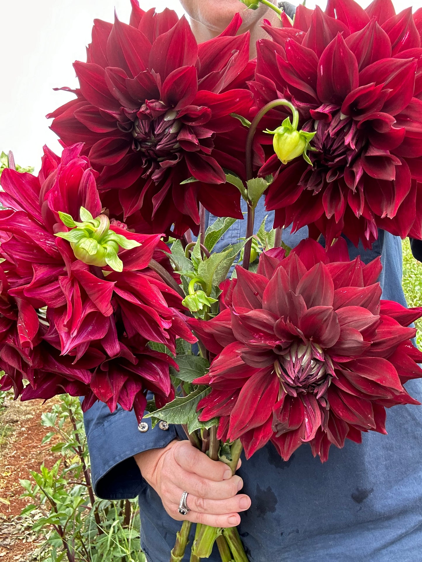 1 ❤️ Dahlia Tuber Pack Valentines Day!