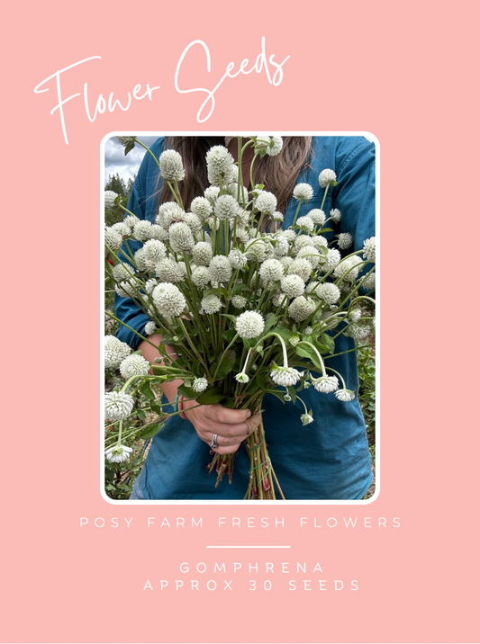 Gomphrena / Globe Amaranth