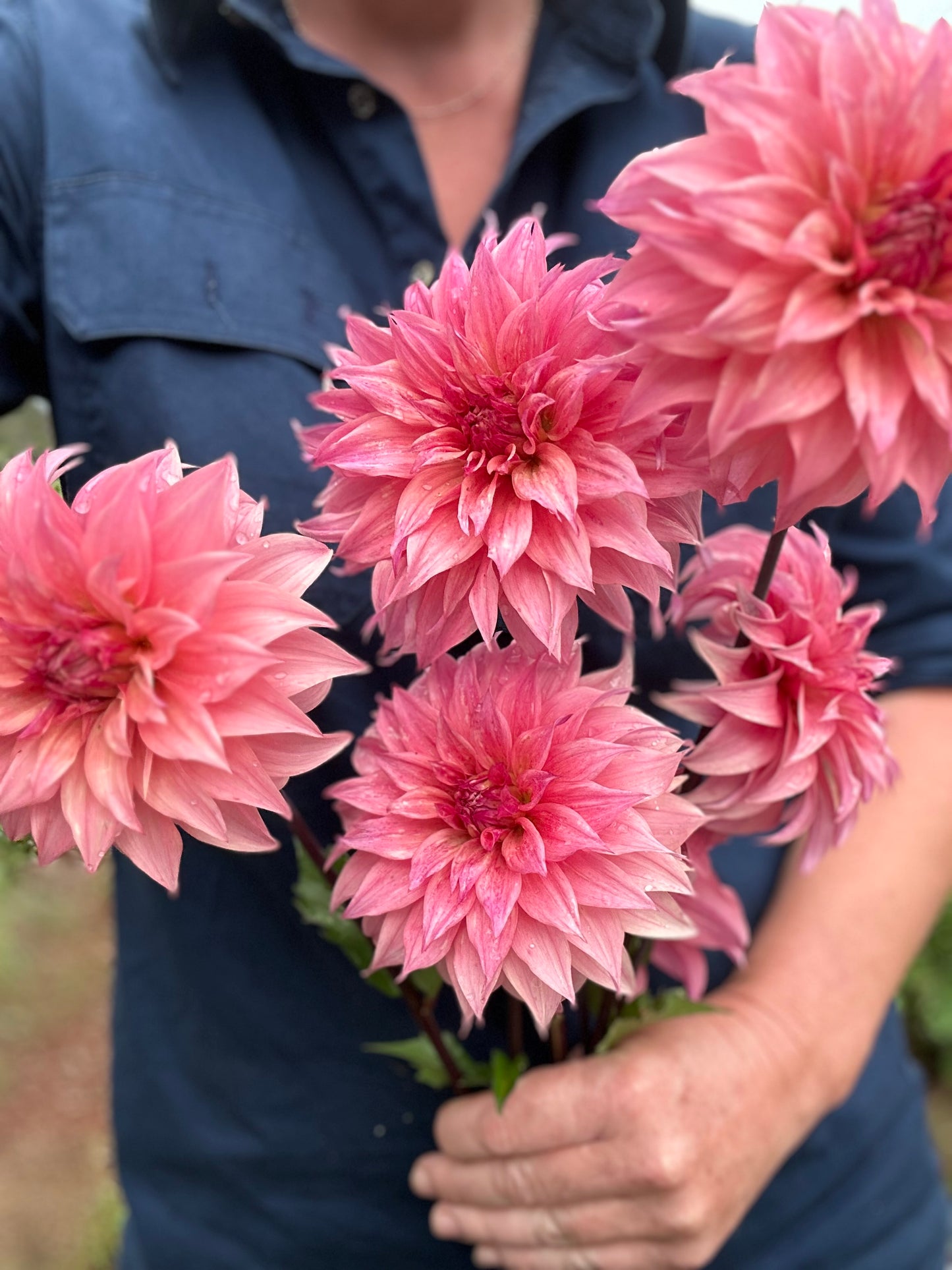 2 🍑 Dahlia Tuber Peachy Pink Pack