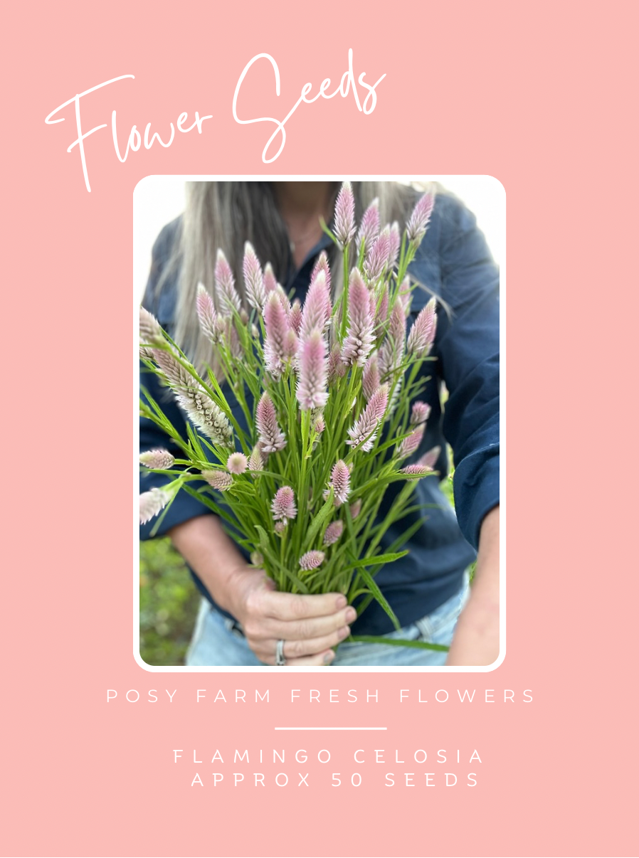 Celosia Flamingo Feather