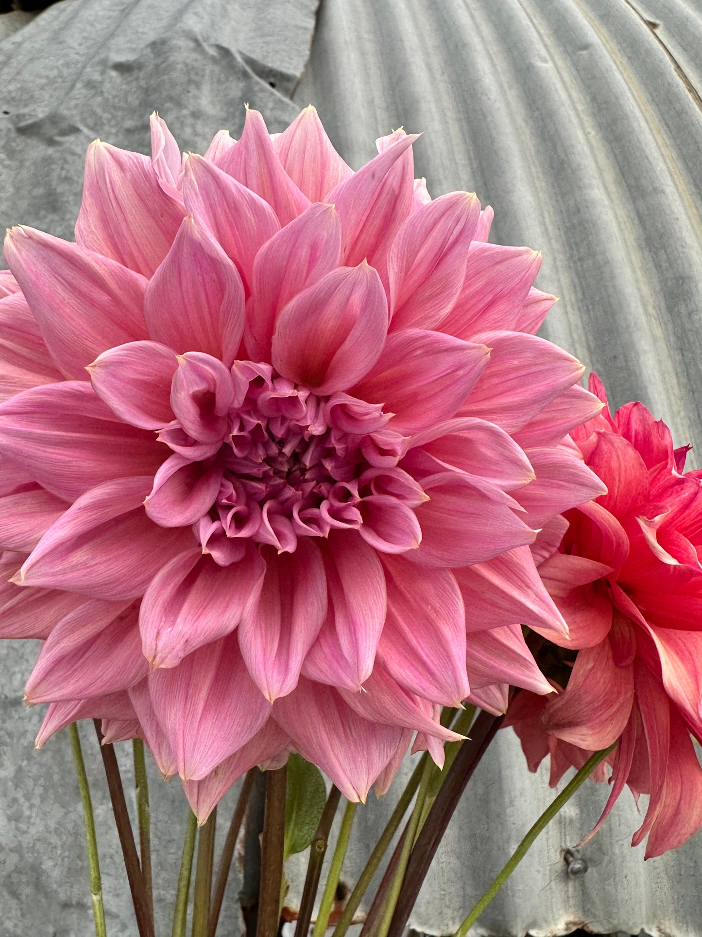 Dahlia Seeds