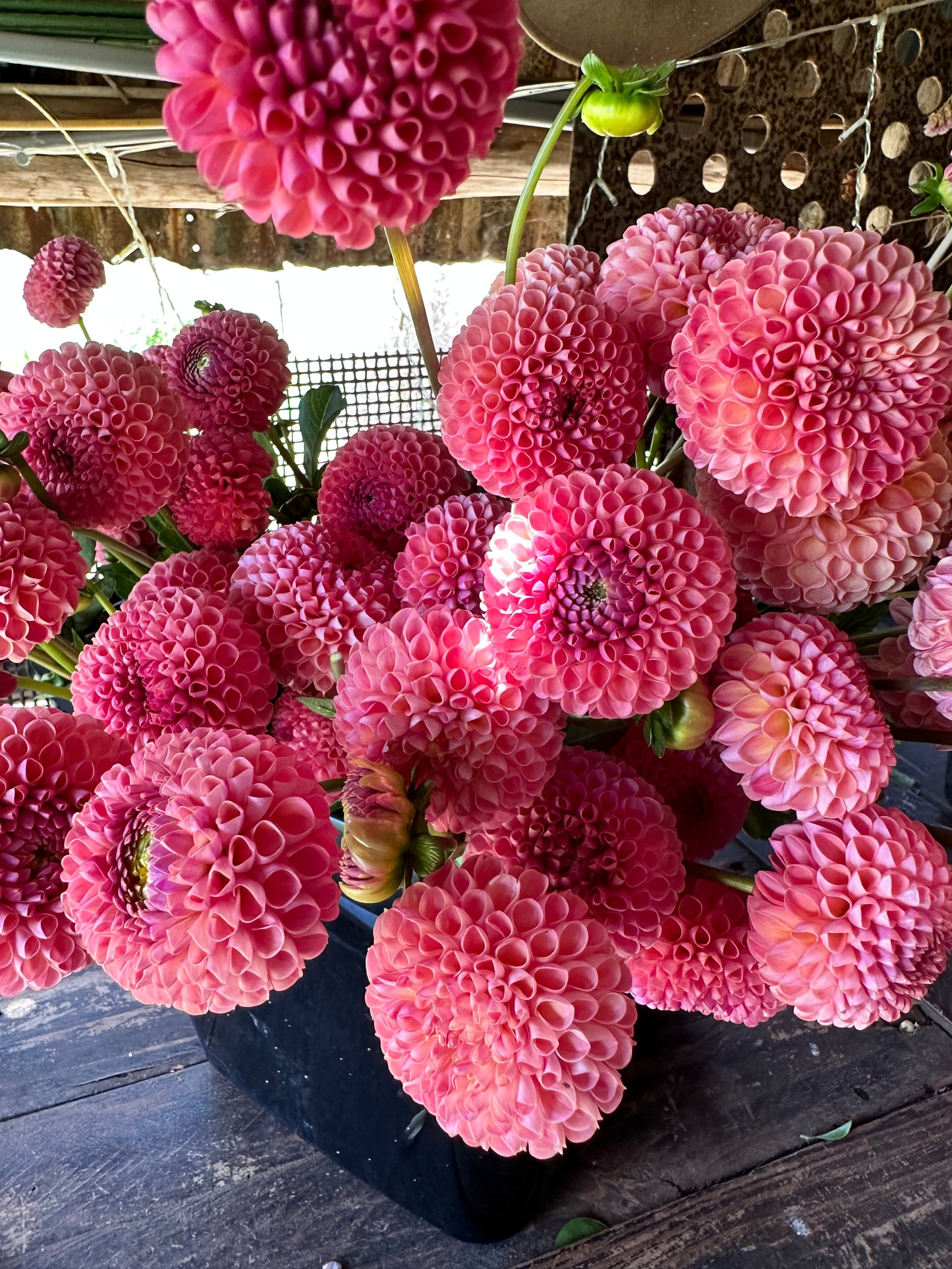 Dahlia Seeds