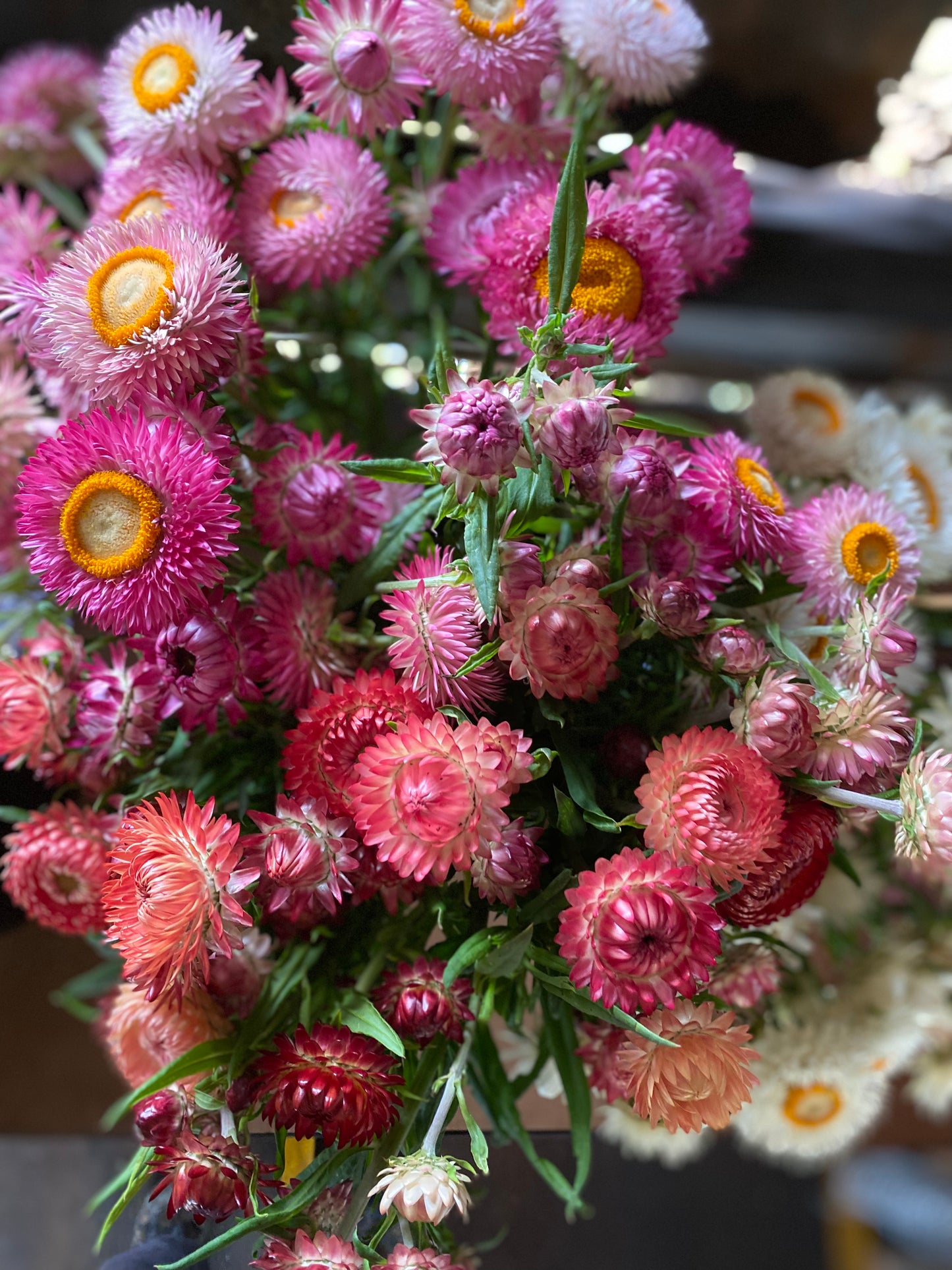 Strawflower mix