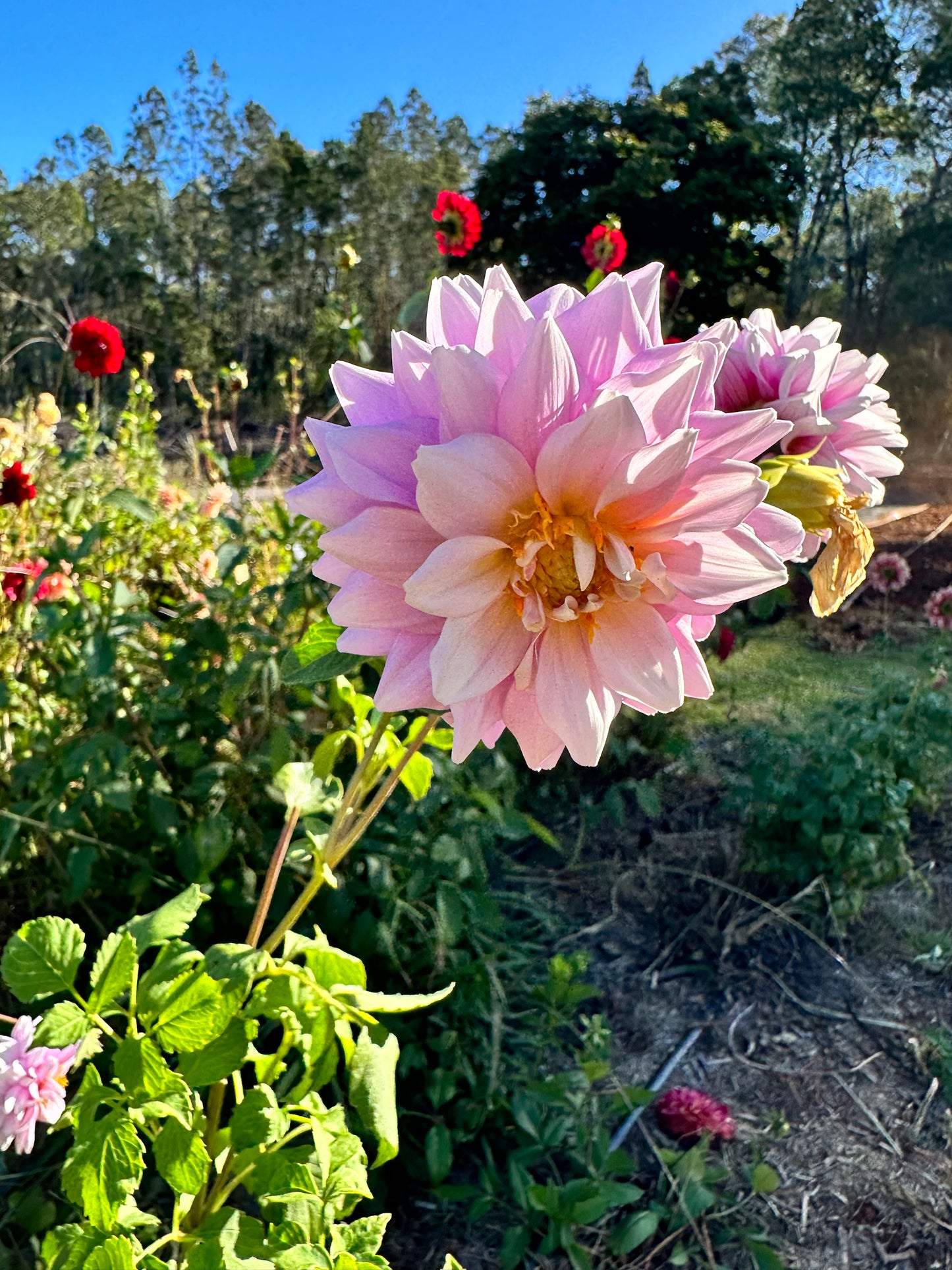 Mauve Garden