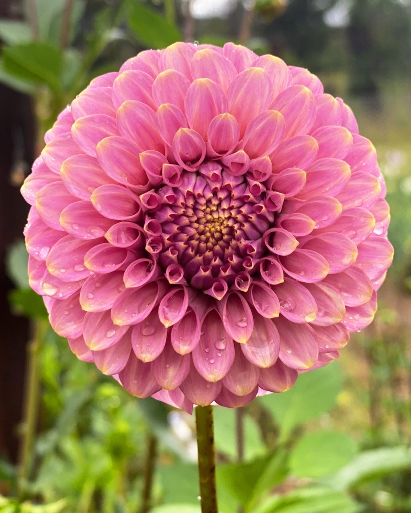 Florelie Oracle