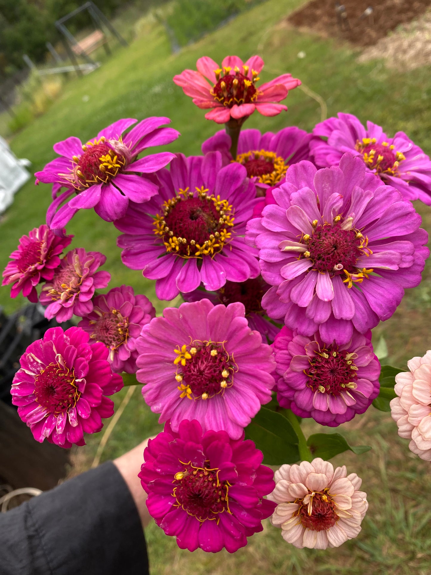 Zinnia Mix