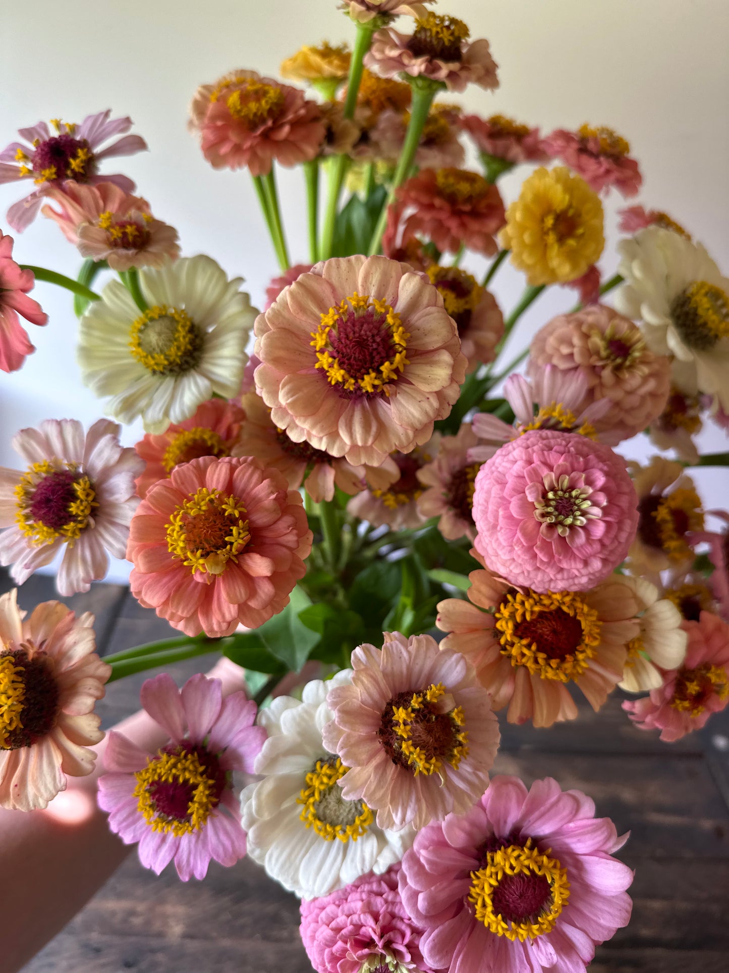 Zinnia Mix