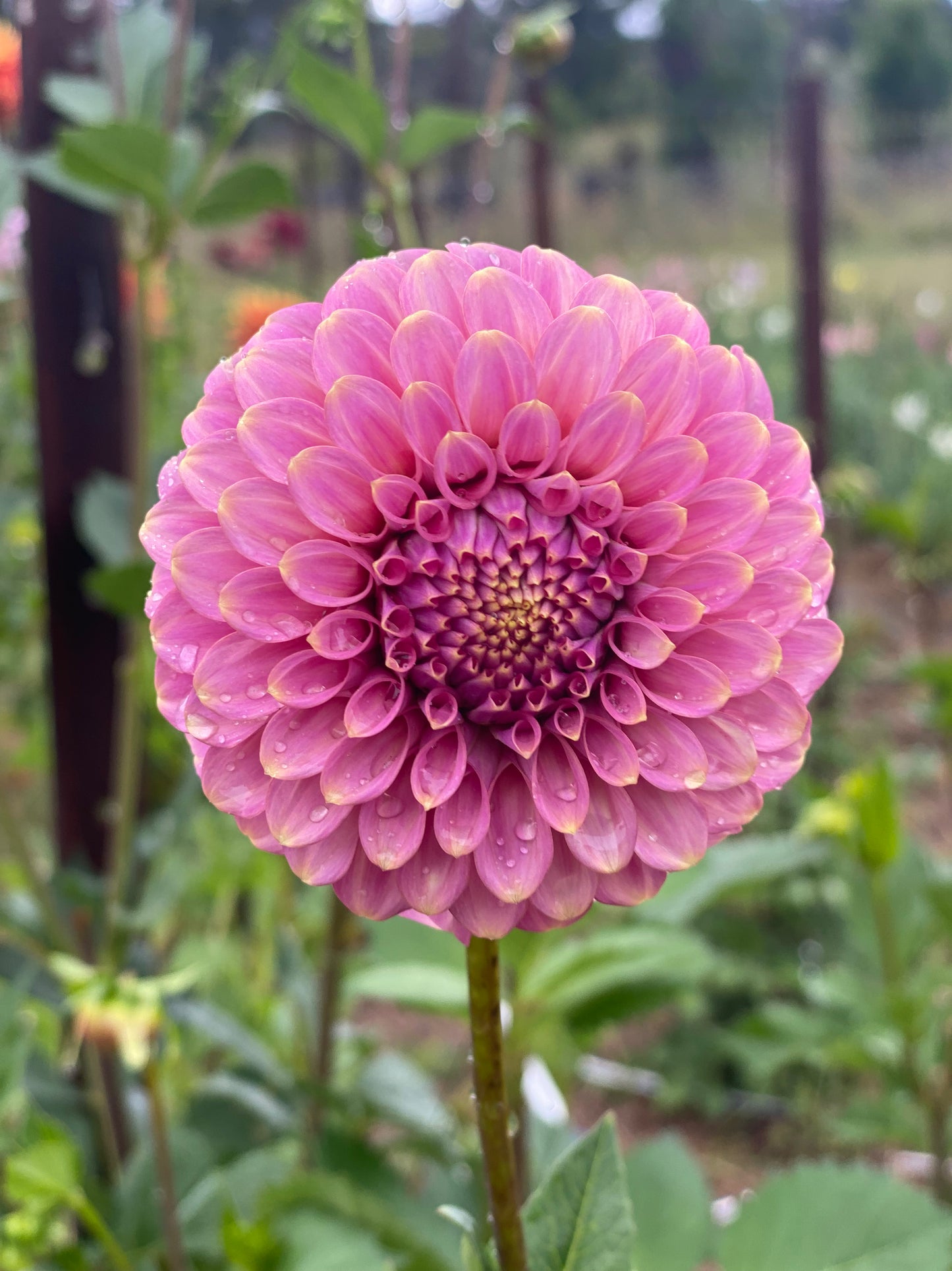 Florelie Oracle