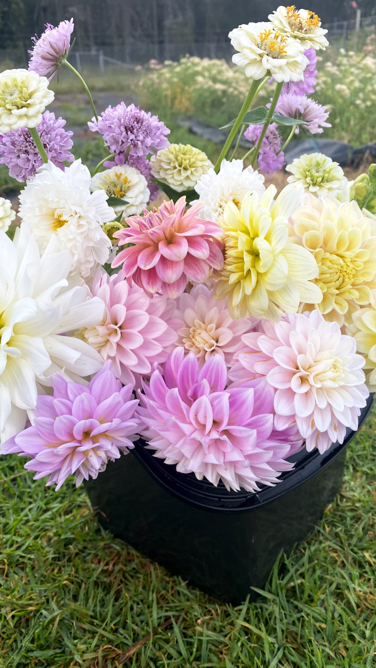 Dahlia Seeds