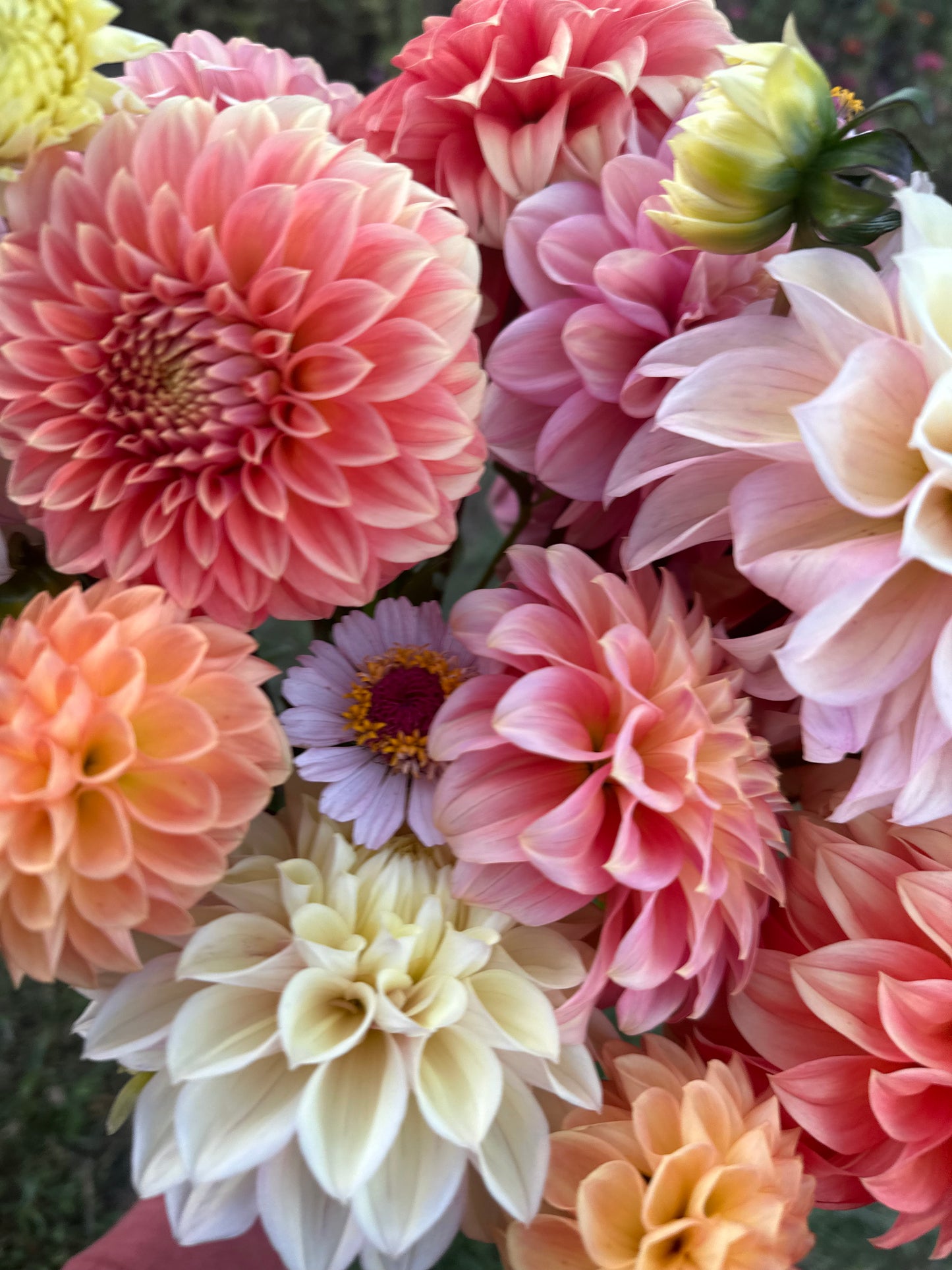 Dahlia Seeds