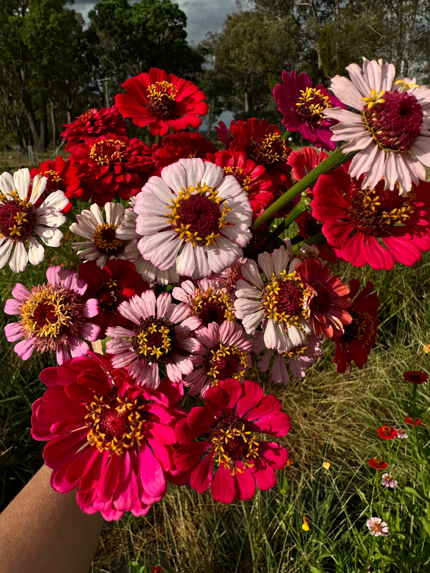 Zinnia Mix