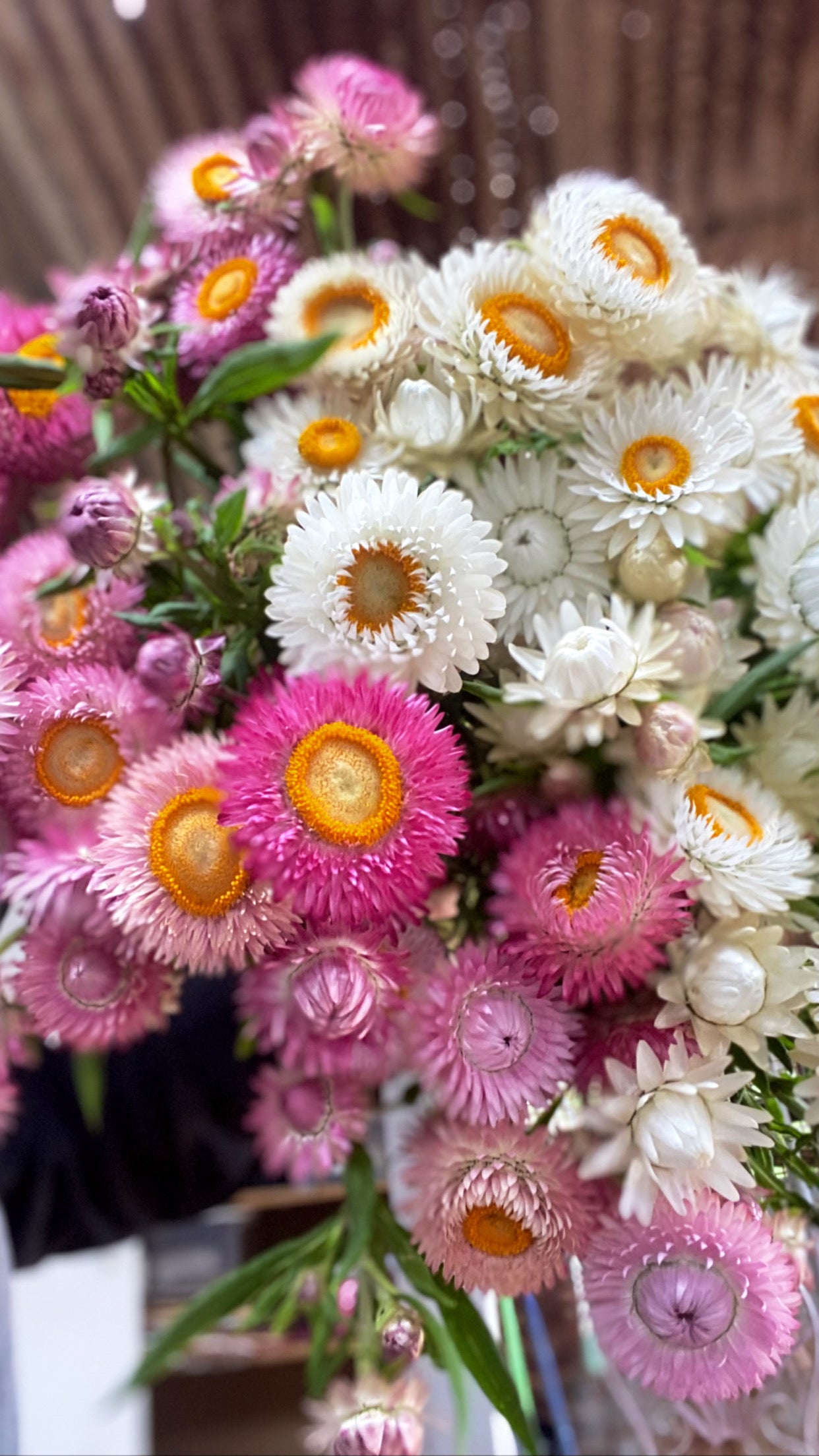 Strawflower mix