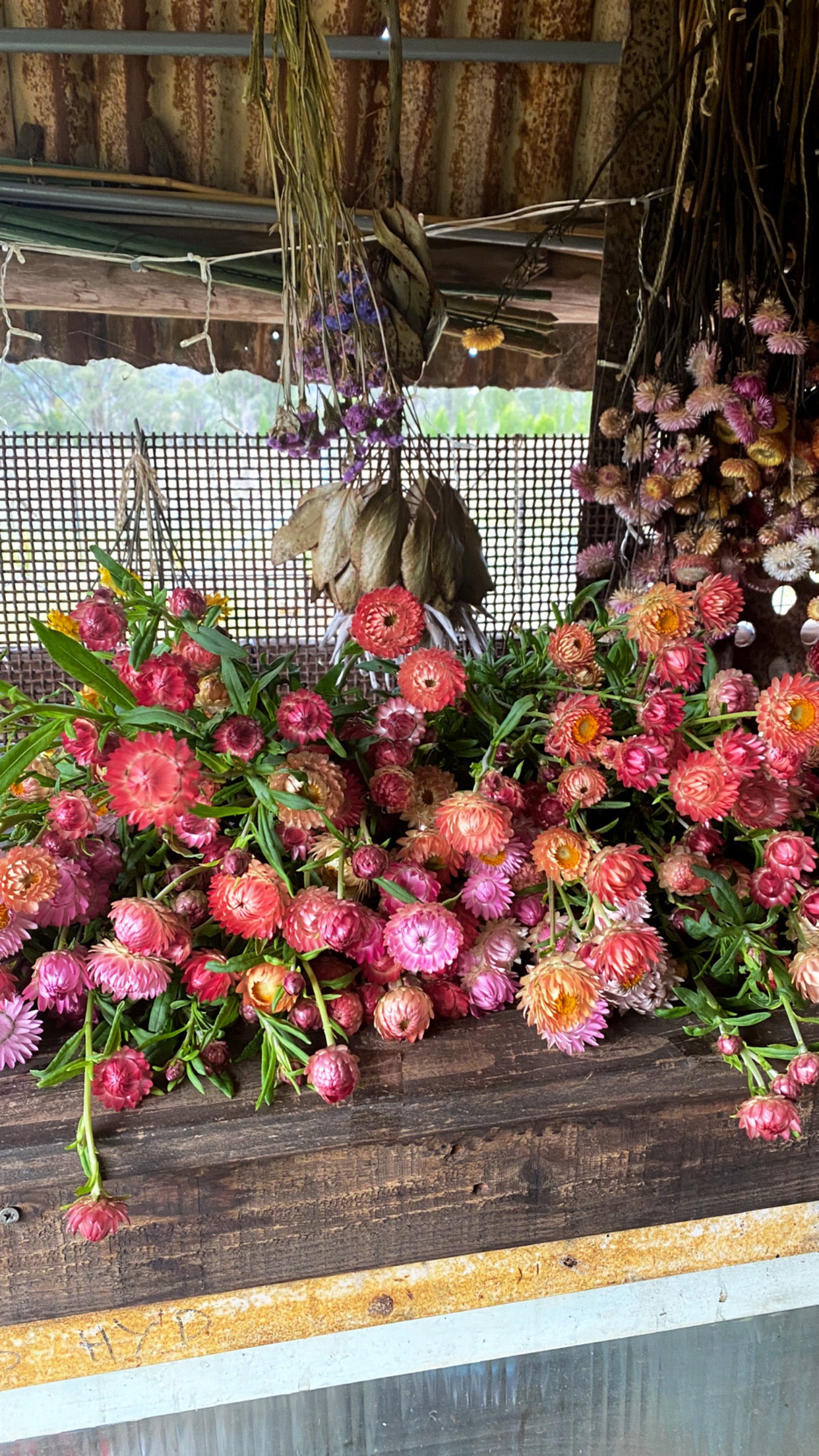 Strawflower mix