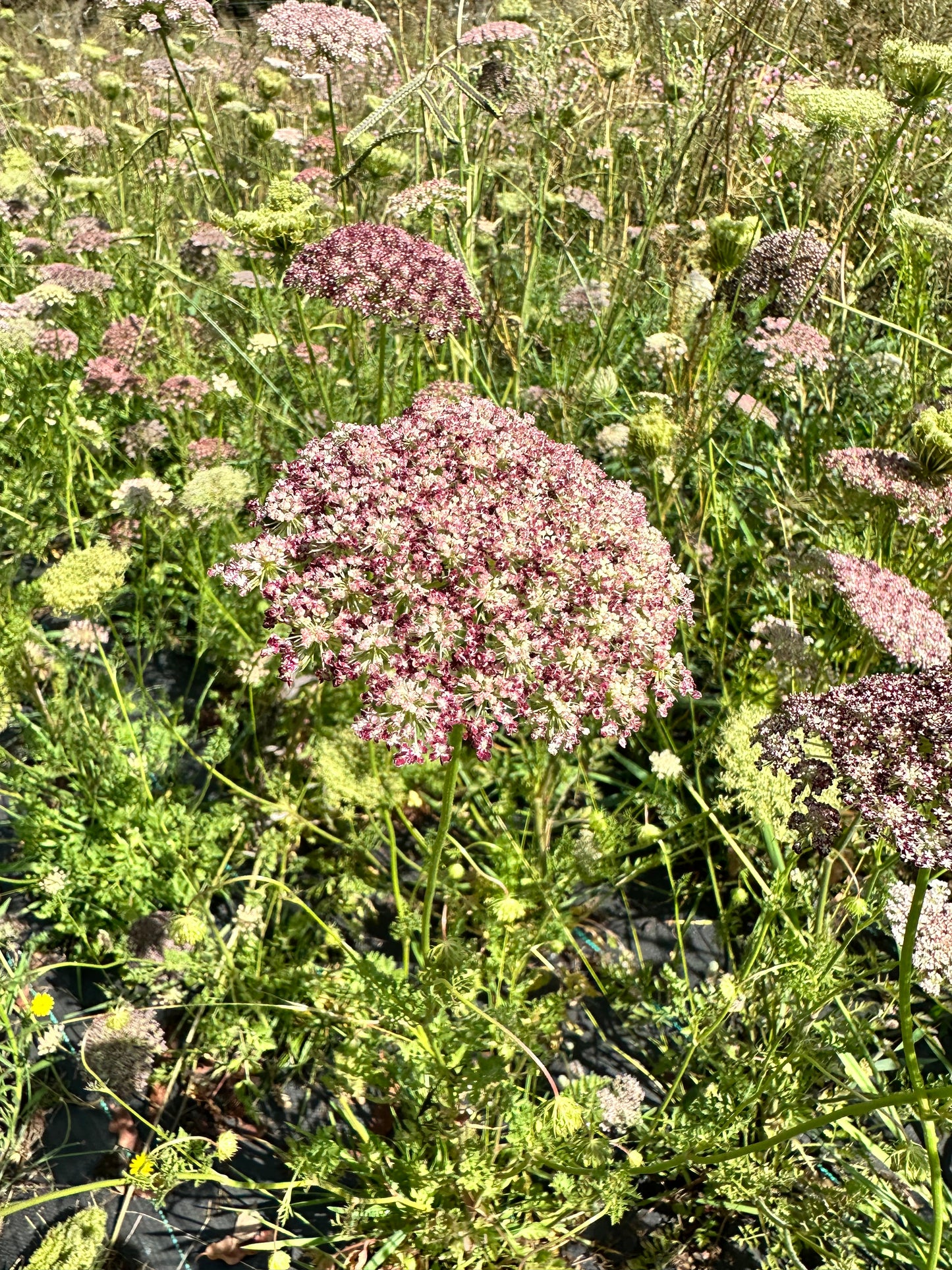 Chocolate Queen Anne’s Lace Flower